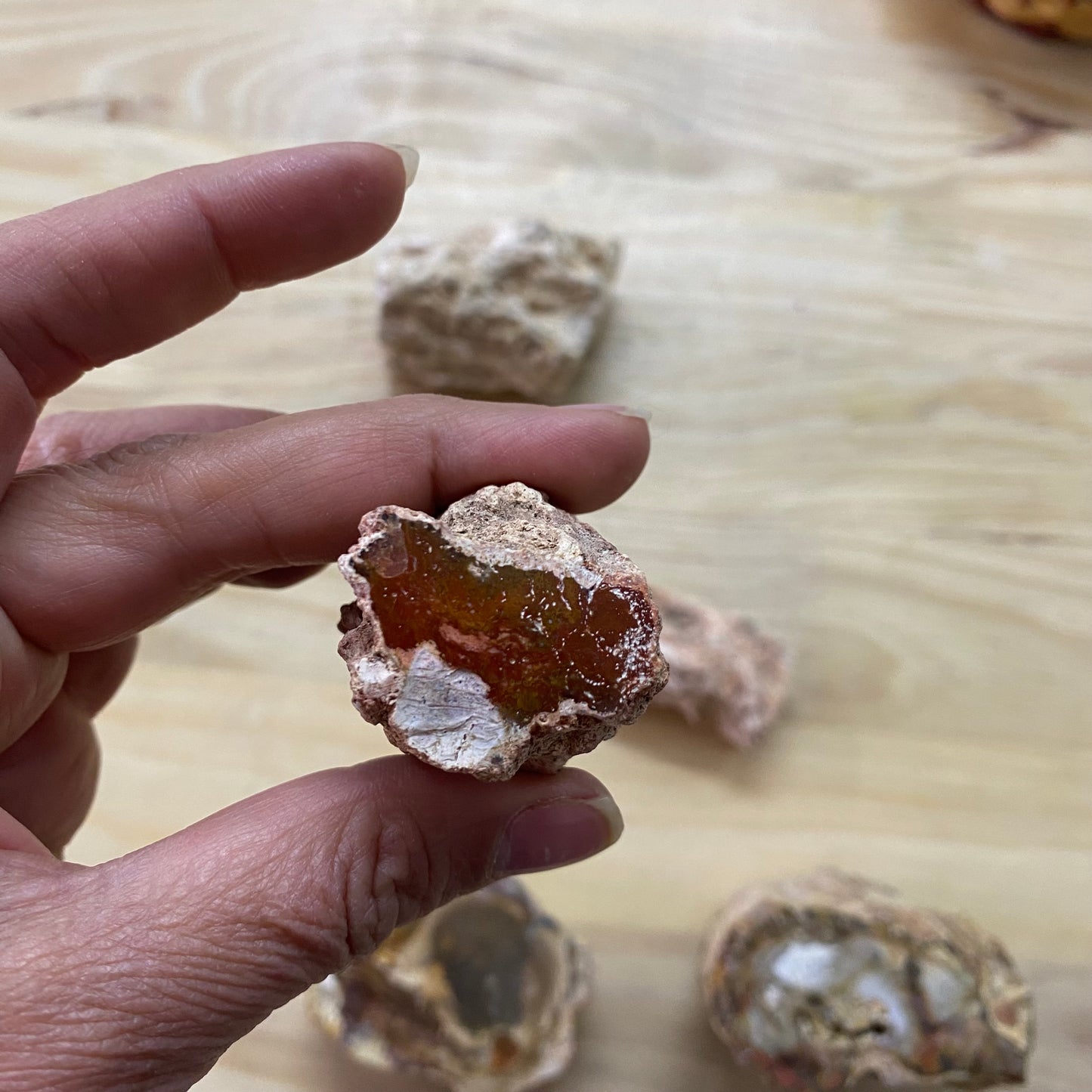 Petrified Wood - Semi Polished Piece