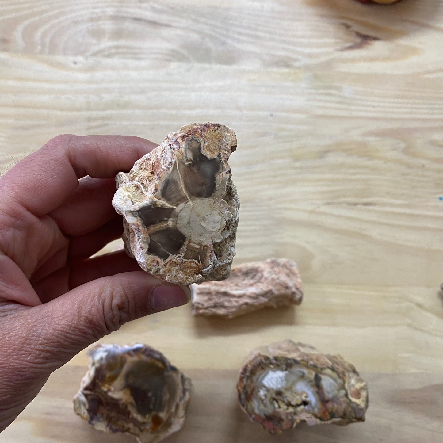 Petrified Wood - Semi Polished Piece
