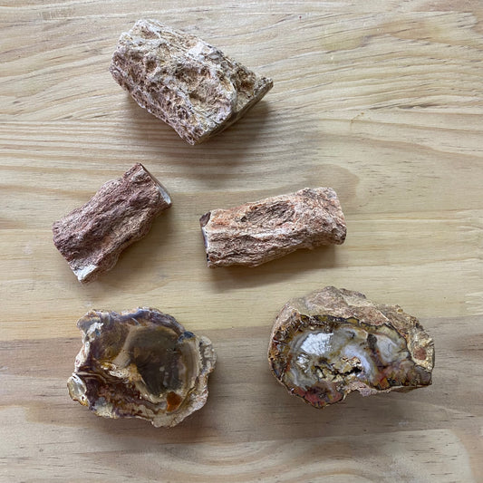 Petrified Wood - Semi Polished Piece