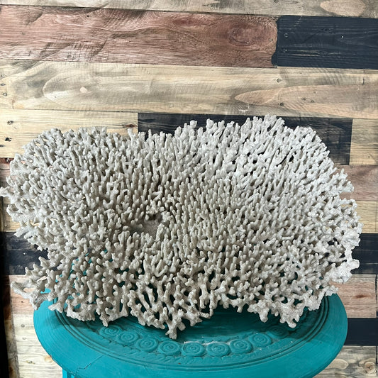 Coral Specimen Cluster - Store Collection ONLY