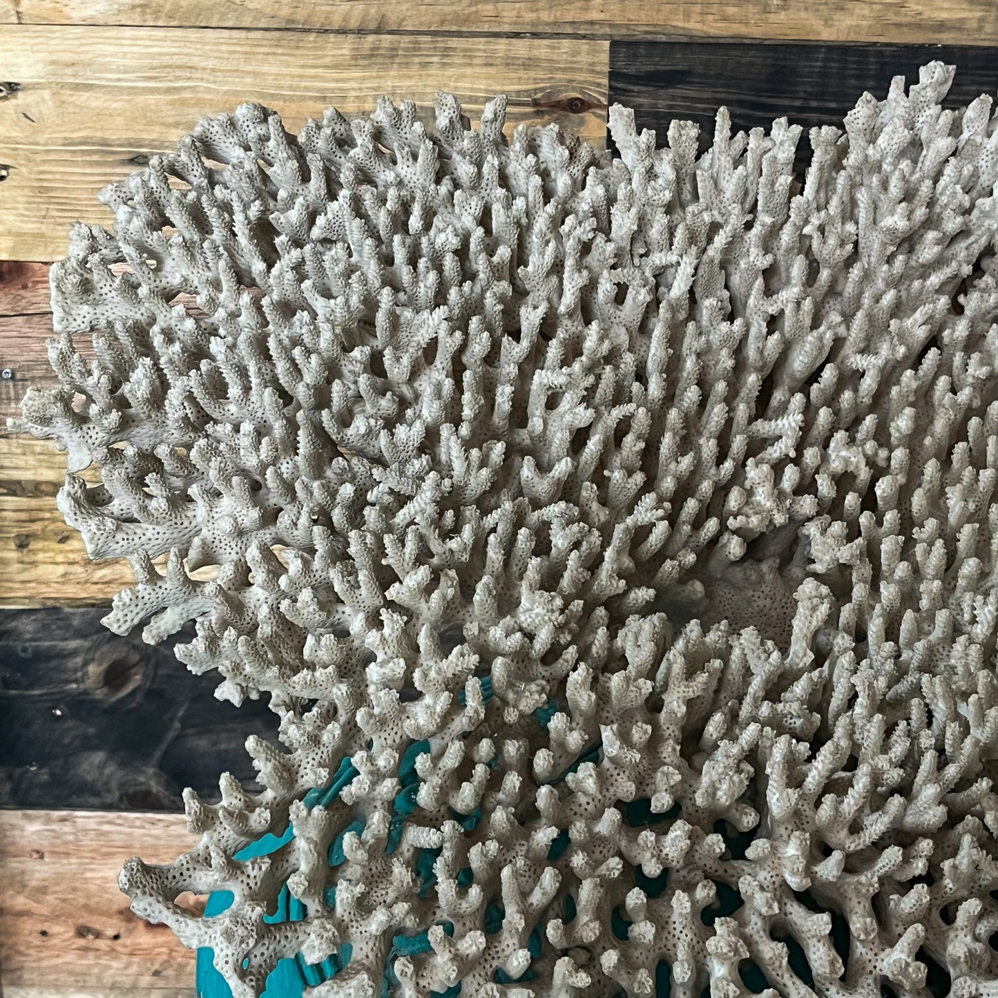 Coral Specimen Cluster - Store Collection ONLY