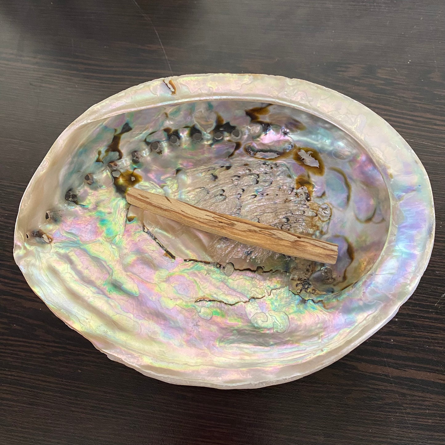 Abalone Shell - XL- 16cm to 18cm - Crystal Geological
