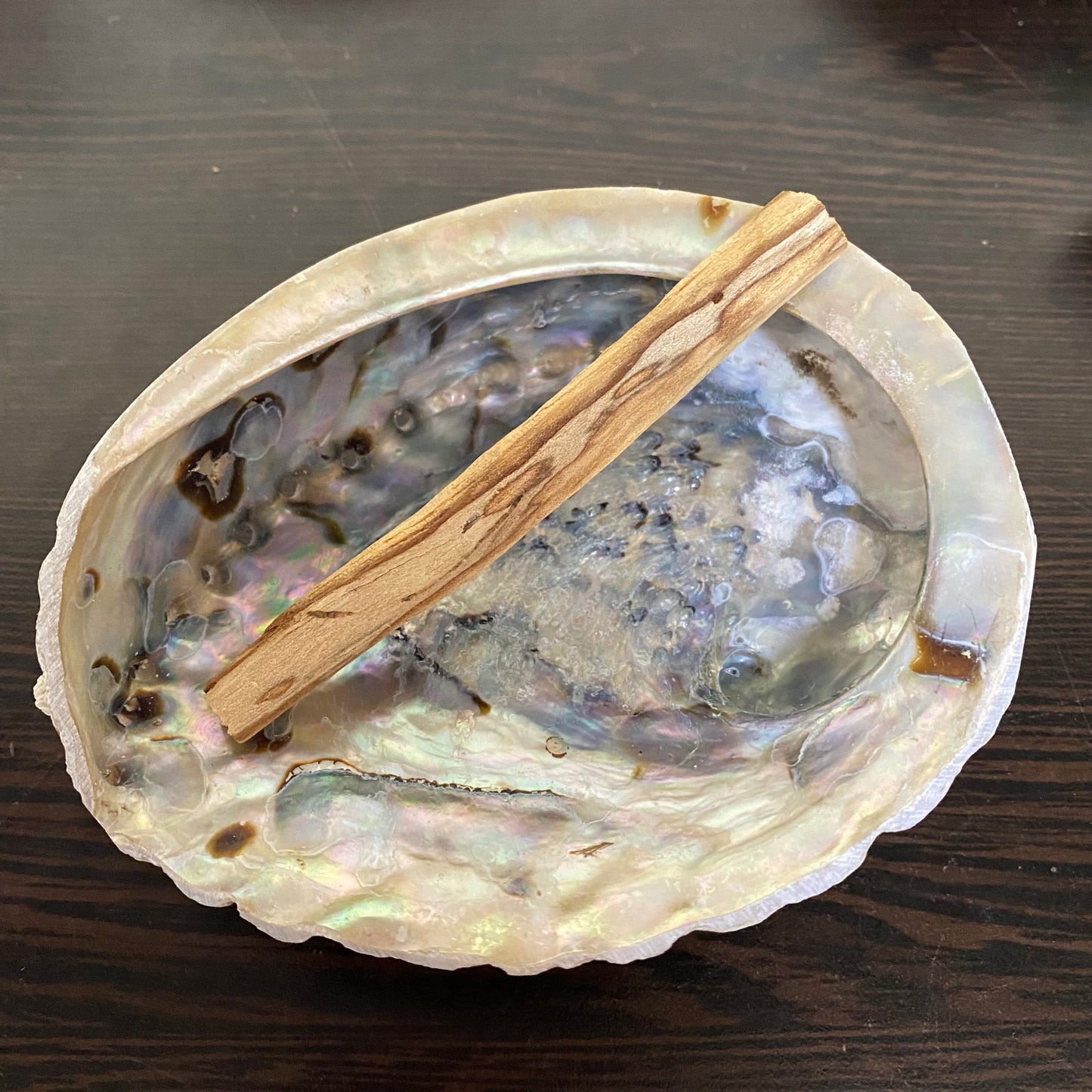 Abalone Shell - Small - 12cm - Crystal Geological