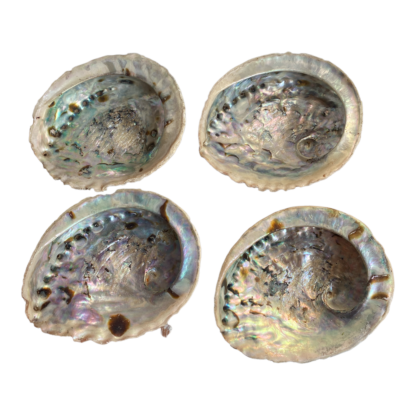 Abalone Shell - Medium - 14cm - Crystal Geological