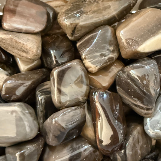 Petrified Wood Tumble - 2cm