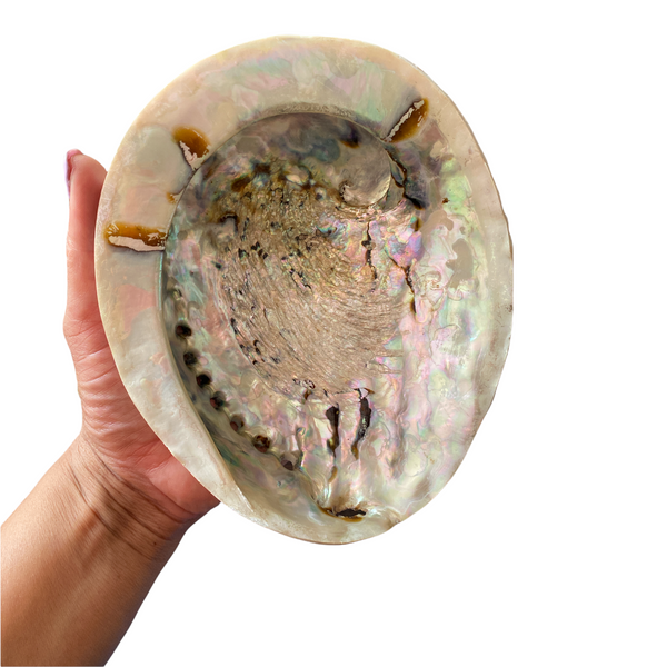 Abalone Shell - 18cm - Crystal Geological