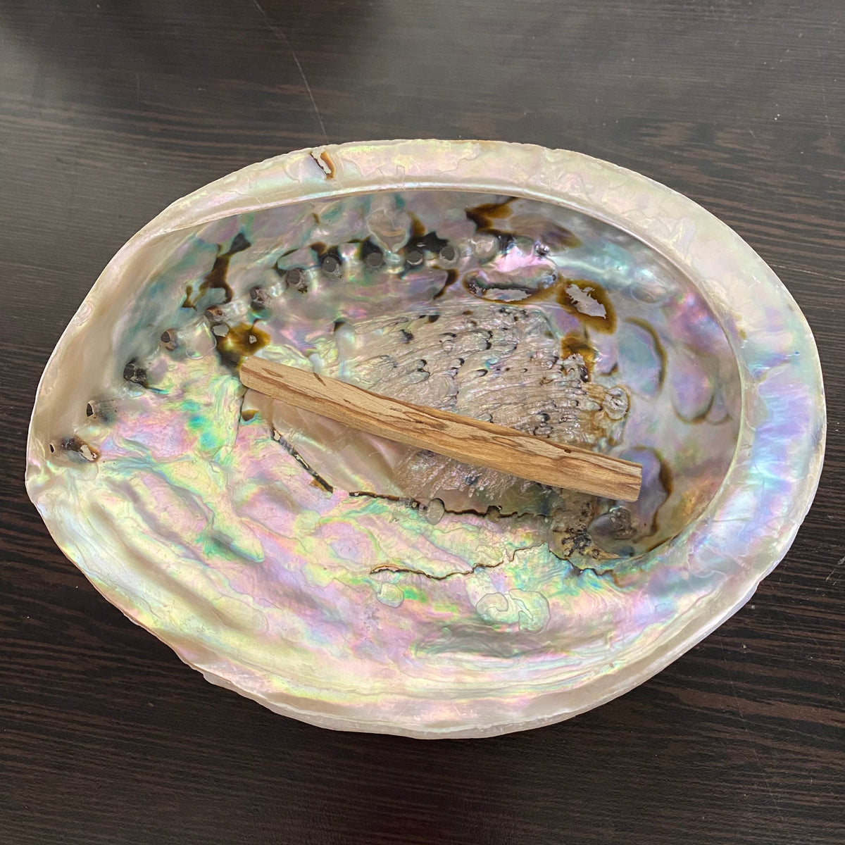Benchmade Abalone Shell Abalone Shell - XL- 16cm to 18cm – Crystal Geological