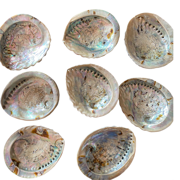 Abalone Shell - 18cm - Crystal Geological