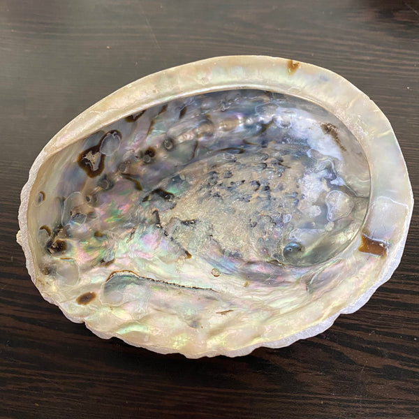 Abalone Shell - Small - 12cm - Crystal Geological