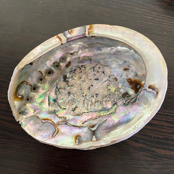 Abalone Shell - Small - 12cm - Crystal Geological
