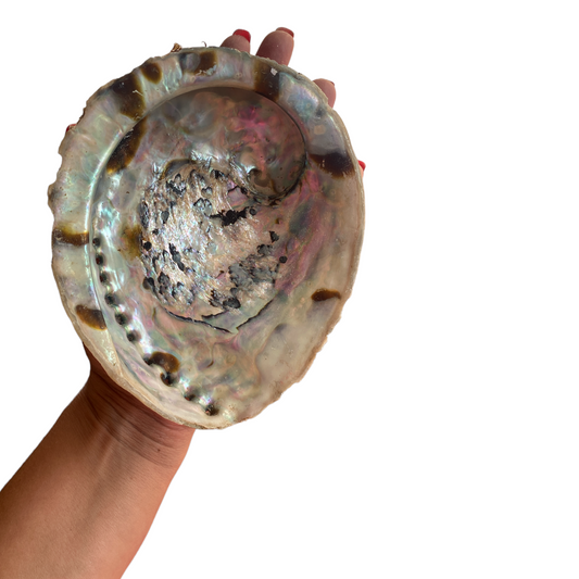 Abalone Shell - Medium - 14cm - Crystal Geological
