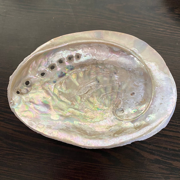 Abalone Shell - Small - 12cm - Crystal Geological