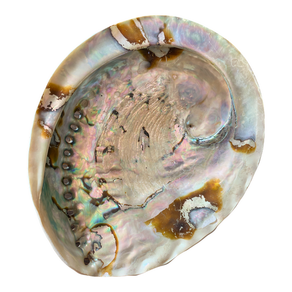 Abalone Shell - 18cm - Crystal Geological