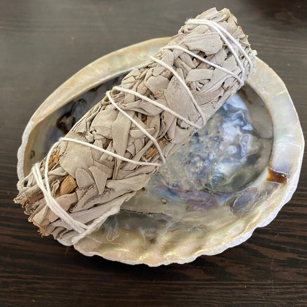 Abalone Shell - Small - 12cm - Crystal Geological