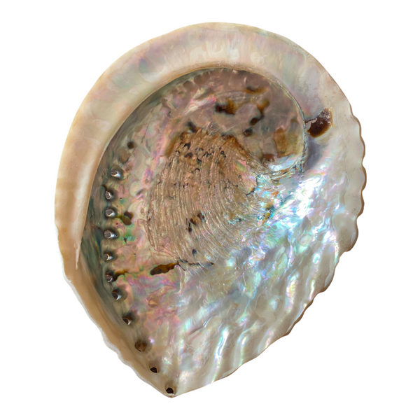 Abalone Shell - 18cm - Crystal Geological
