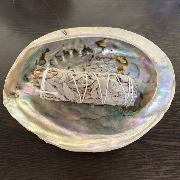 Abalone Shell - XL- 16cm to 18cm - Crystal Geological