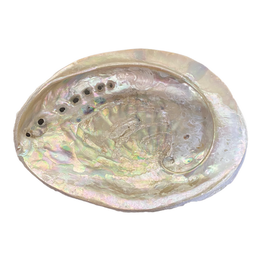 Abalone Shell - Small - 12cm - Crystal Geological