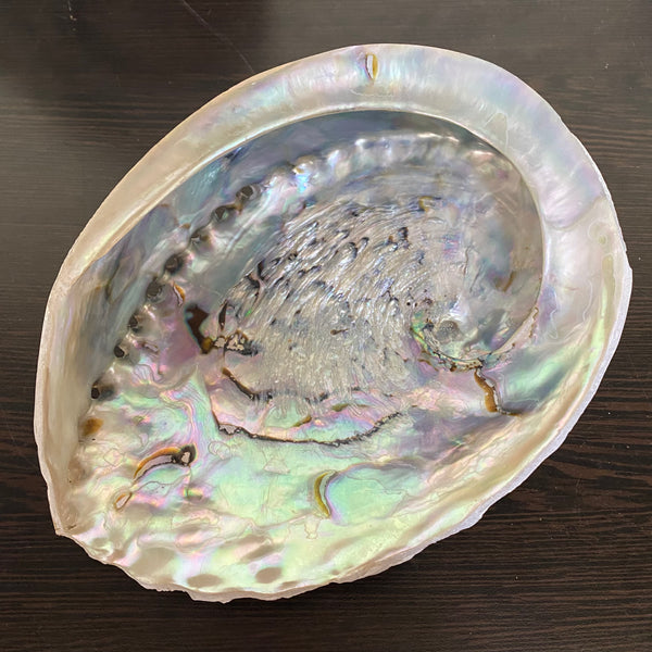 Abalone Shell - XL- 16cm to 18cm - Crystal Geological